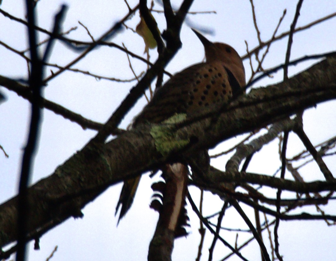 Northern Flicker - ML624347656