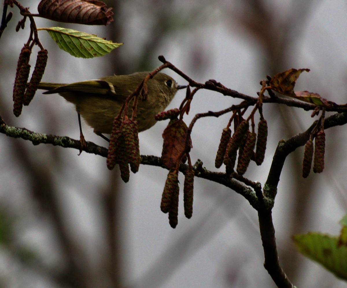 Ruby-crowned Kinglet - ML624347672