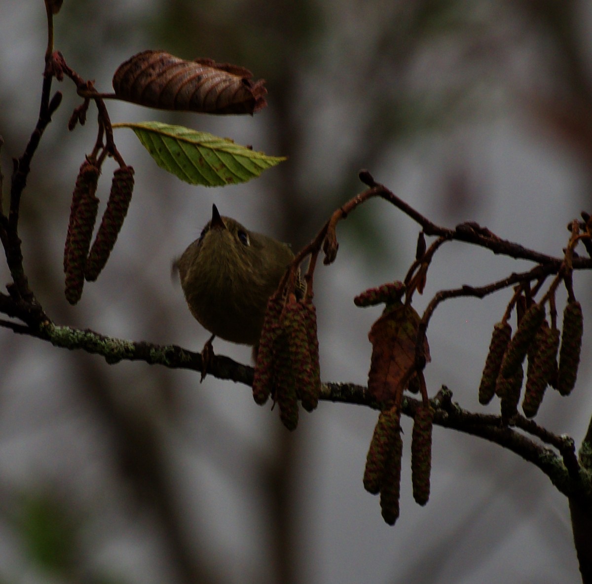 Ruby-crowned Kinglet - ML624347673