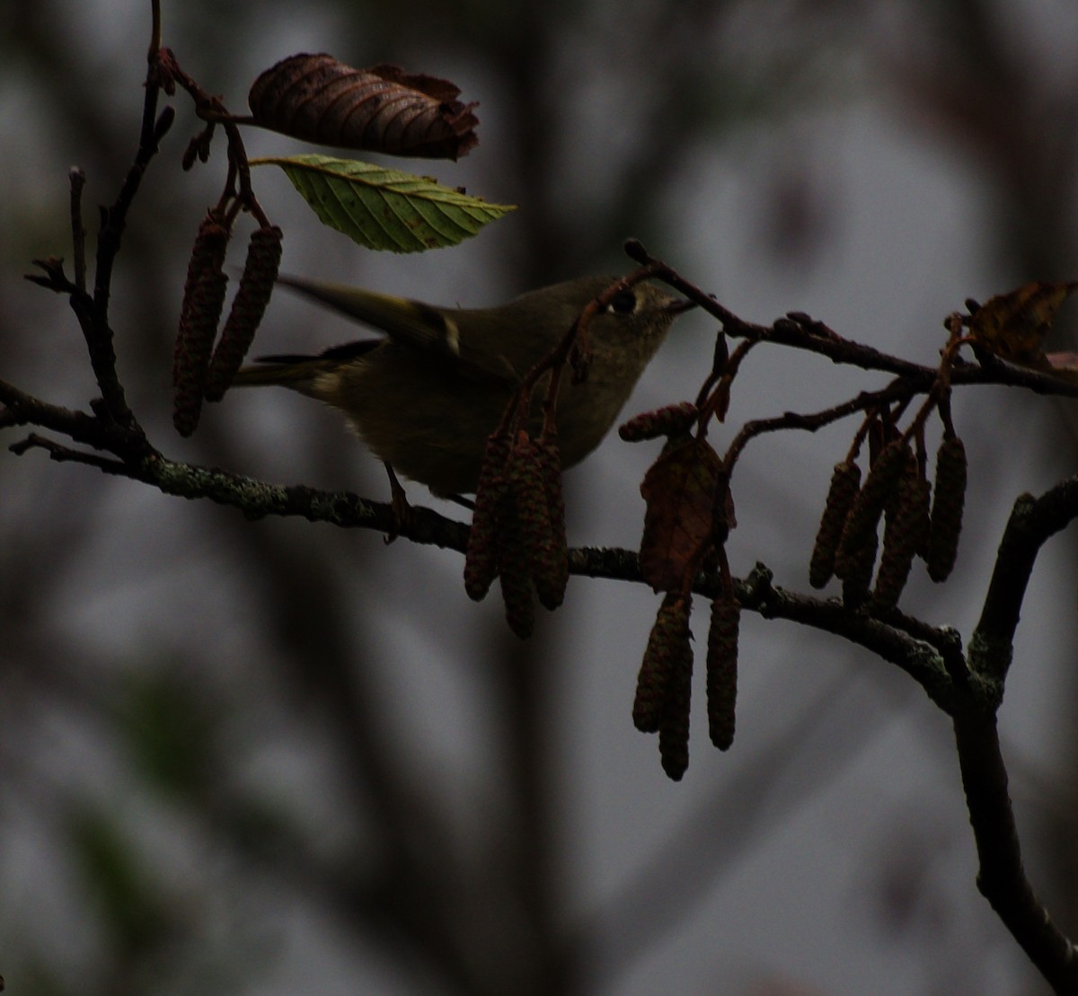 Ruby-crowned Kinglet - ML624347674