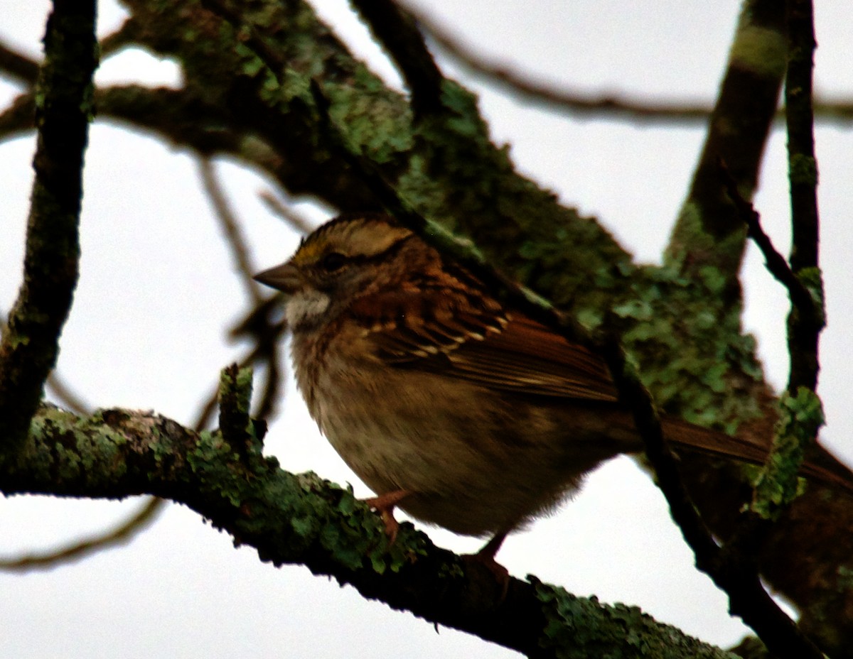 White-throated Sparrow - ML624347681