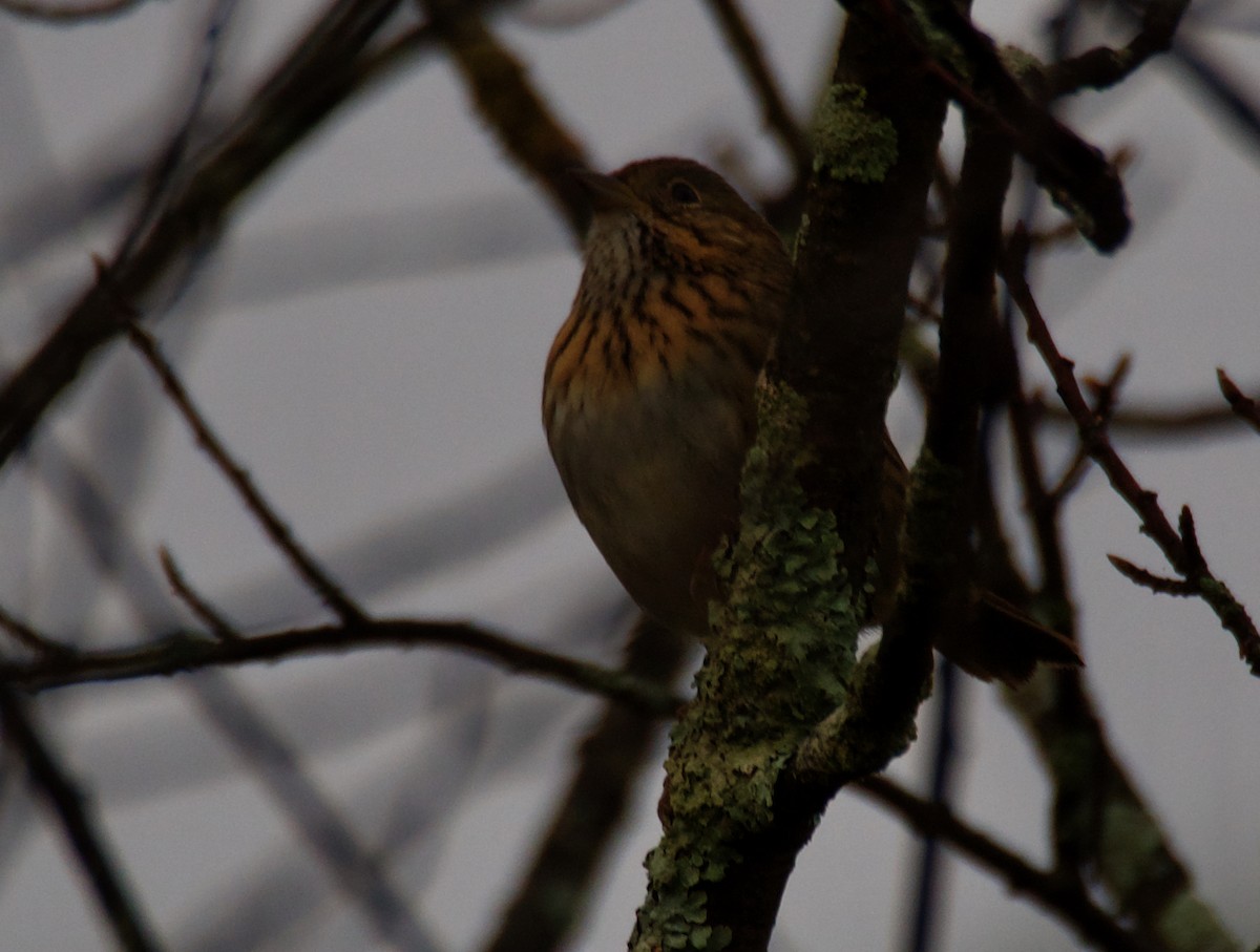 Lincoln's Sparrow - ML624347689