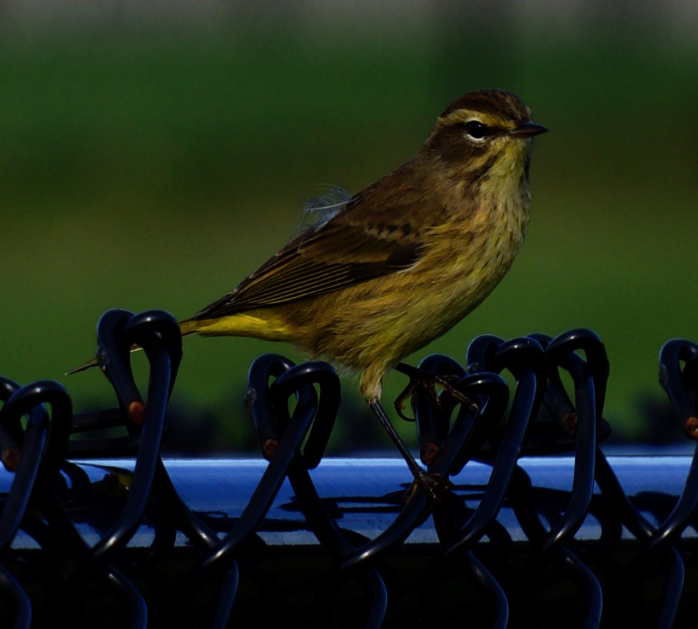 Palm Warbler - ML624347699