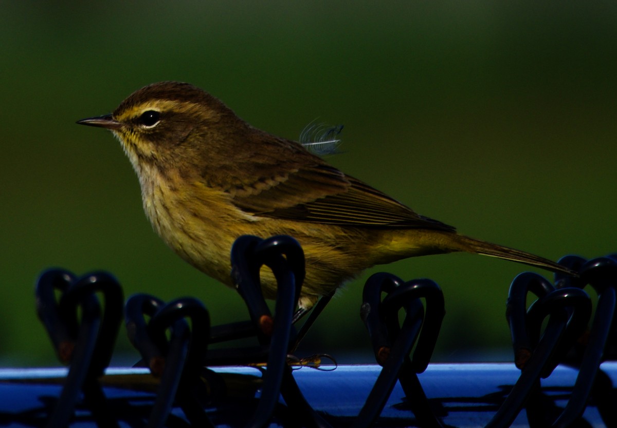 Palm Warbler - ML624347700