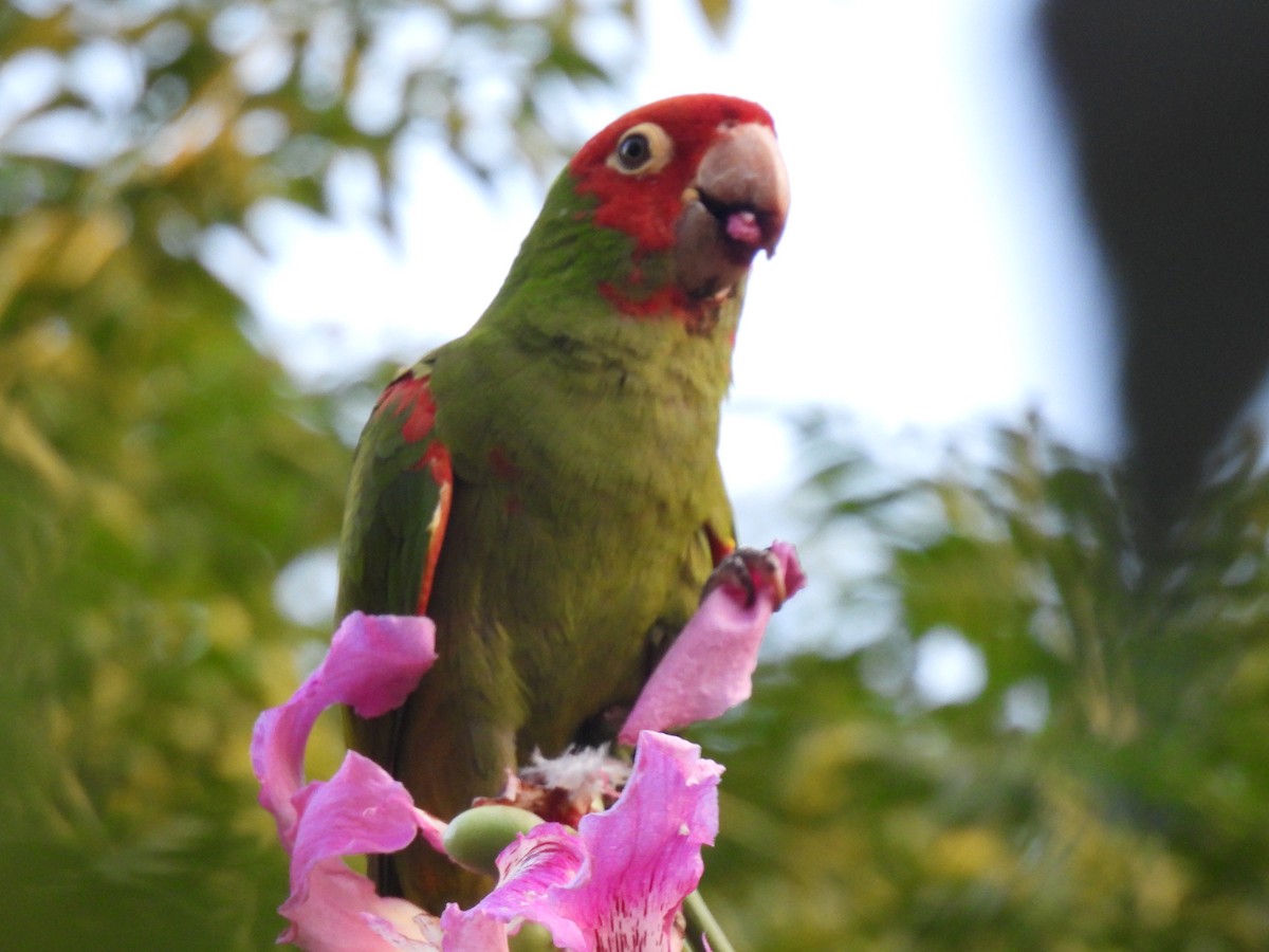 オナガアカボウシインコ - ML624347703