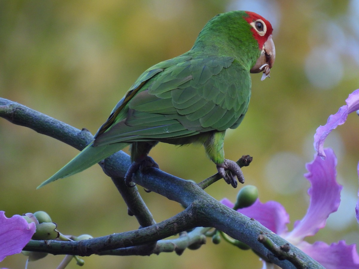 オナガアカボウシインコ - ML624347705