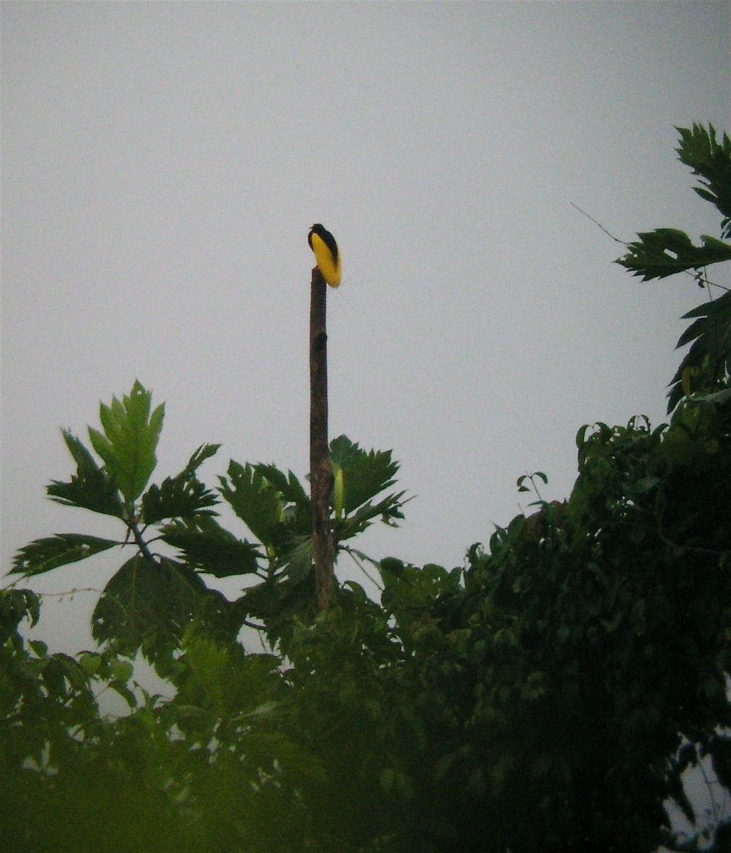 Twelve-wired Bird-of-Paradise - ML624347731