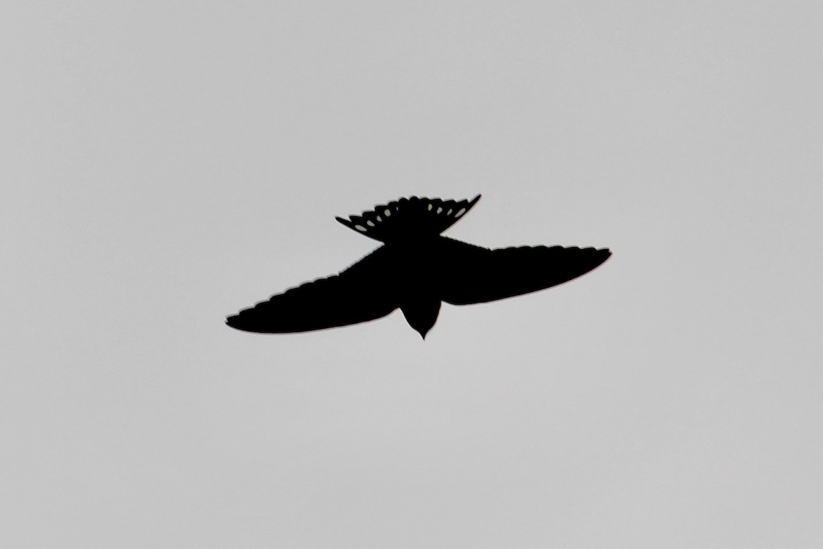 Rauchschwalbe - ML624347770