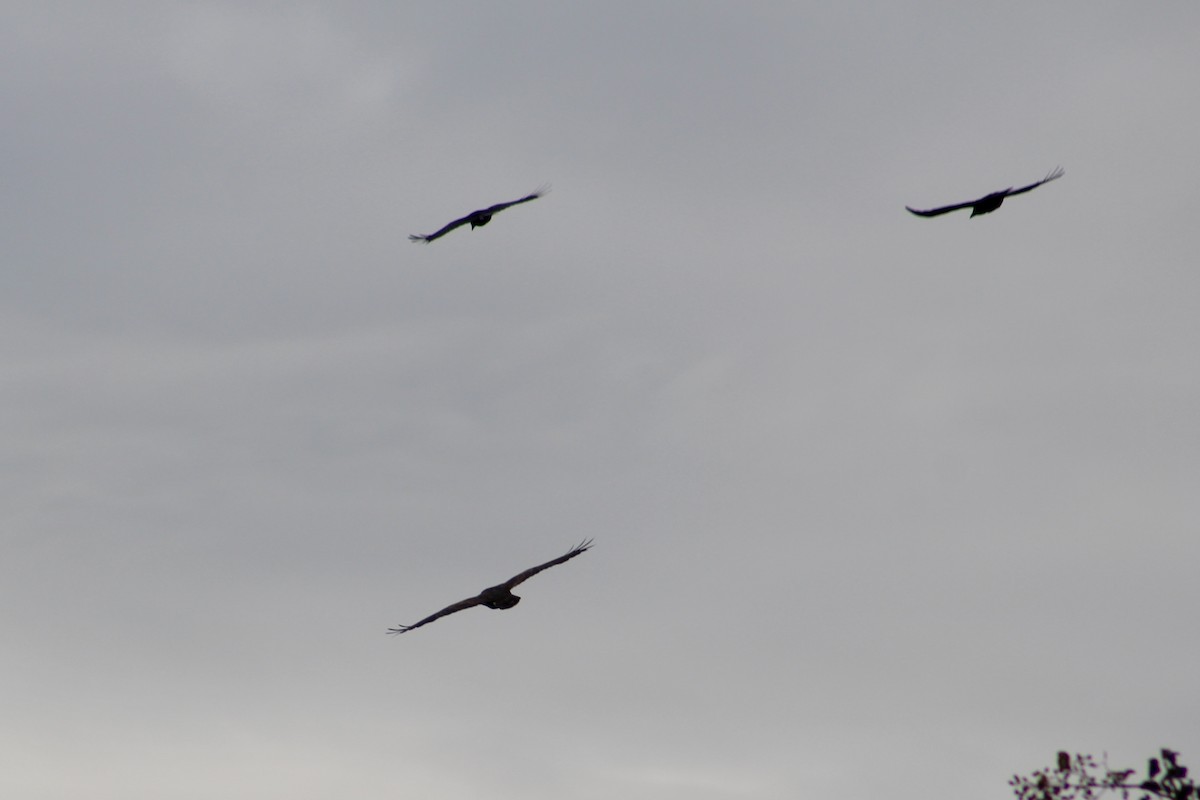 Mäusebussard - ML624347790