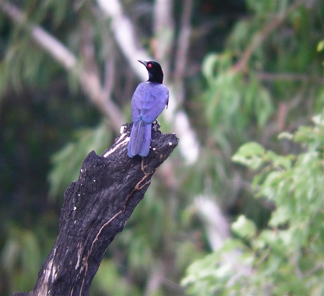 Crinkle-collared Manucode - ML624347848