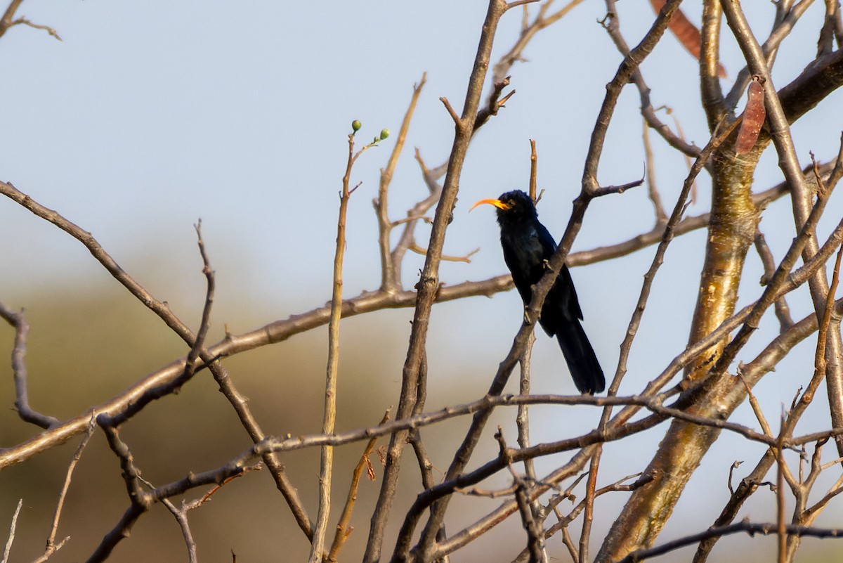 Abyssinian Scimitarbill - ML624348090