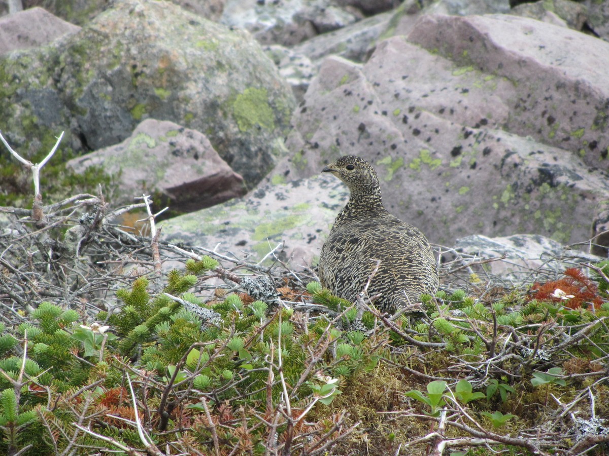 Цэвдгийн ахууна - ML624348123