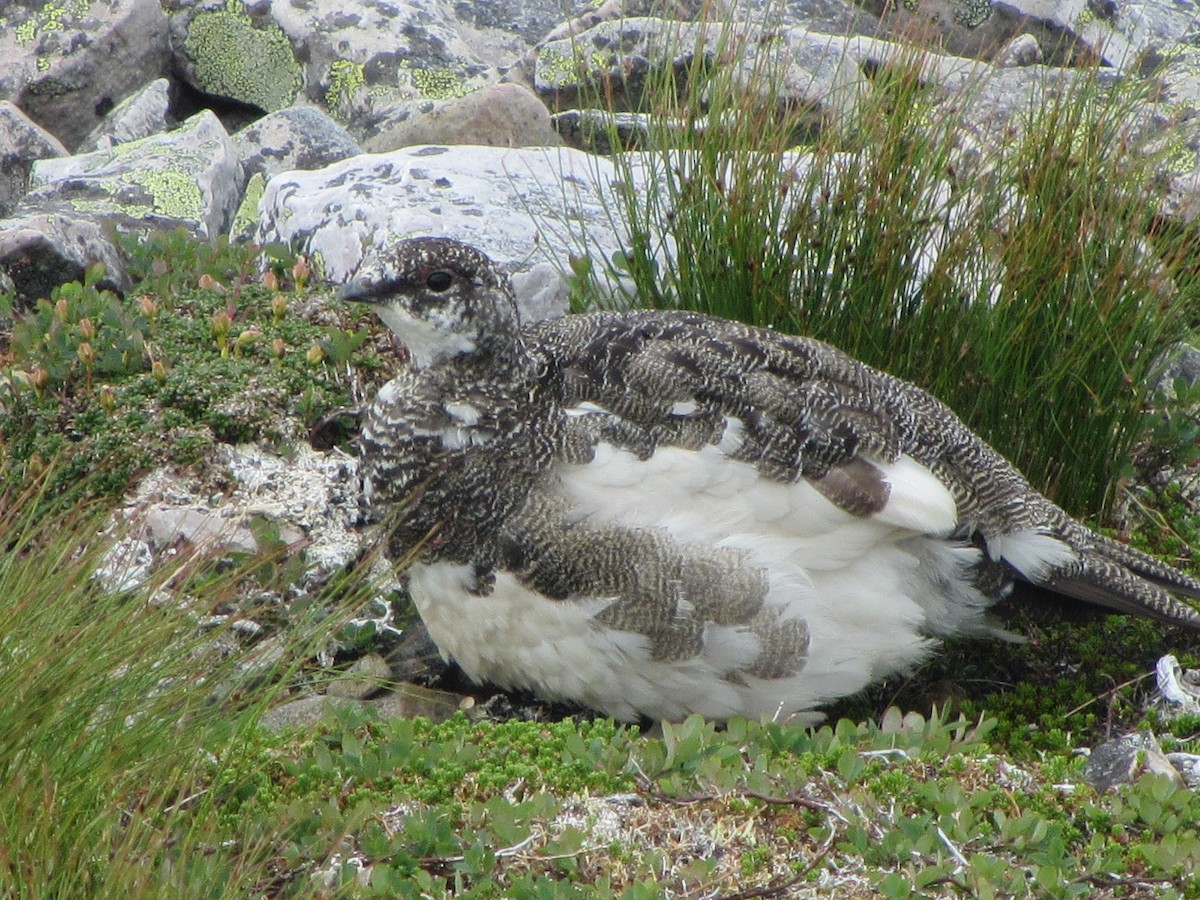 Цэвдгийн ахууна - ML624348124