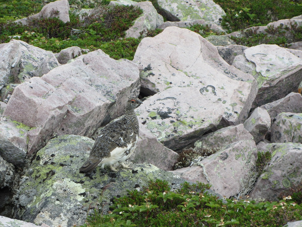 Цэвдгийн ахууна - ML624348125