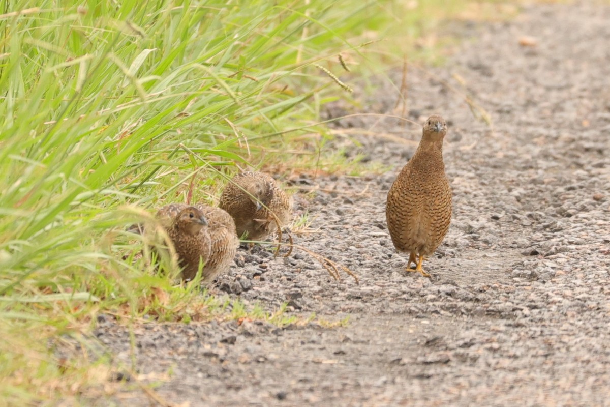 Brown Quail - ML624348307