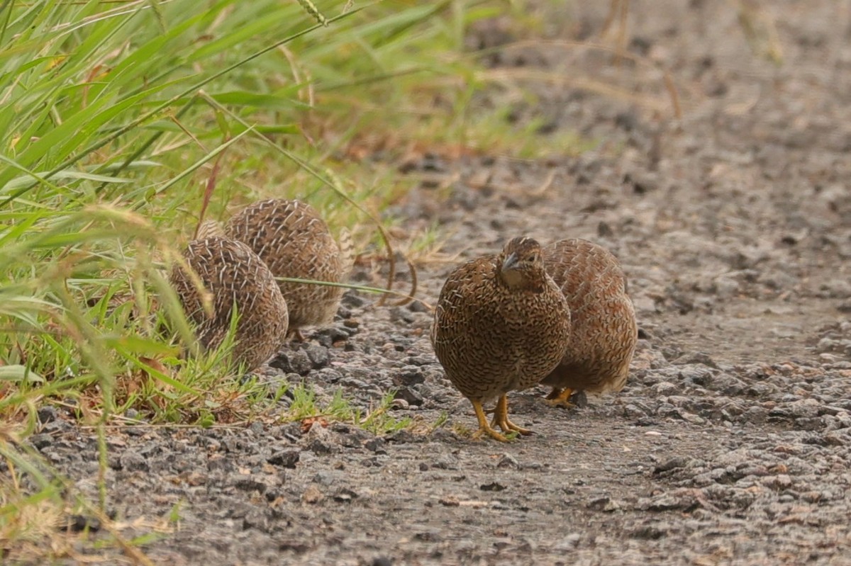 Brown Quail - ML624348308