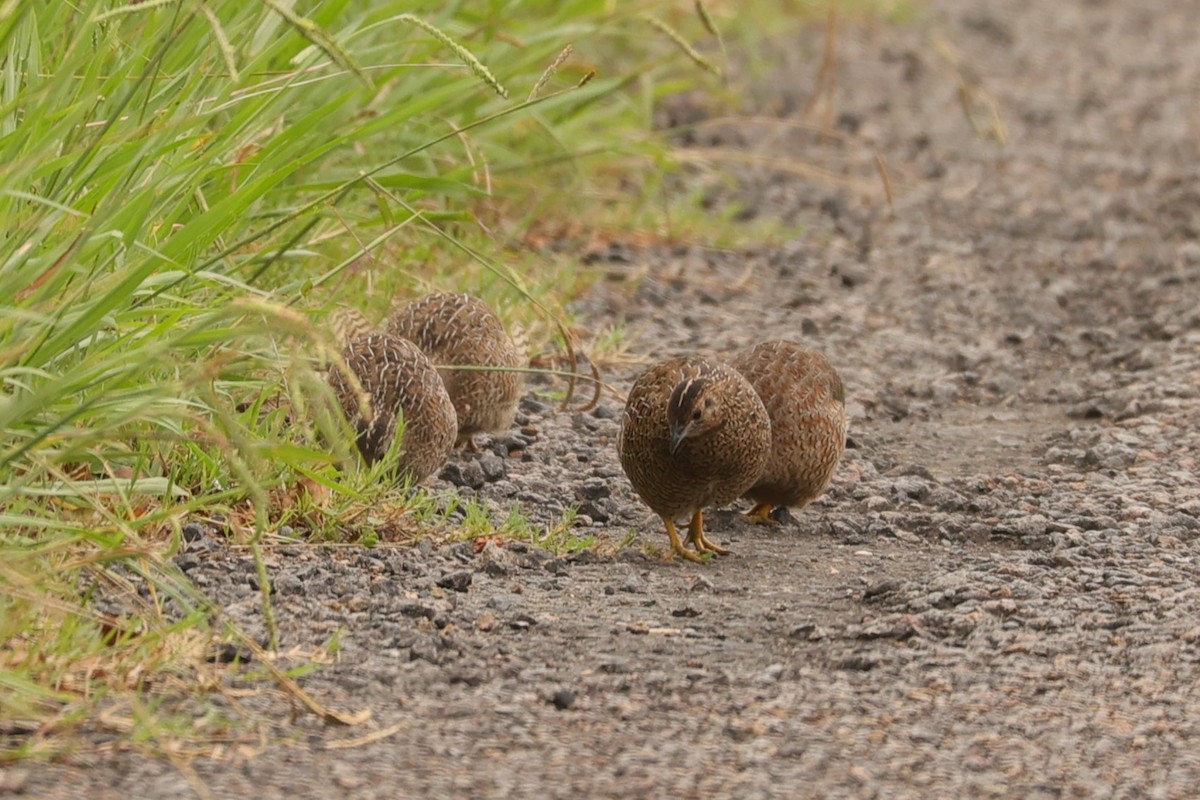 Brown Quail - ML624348309