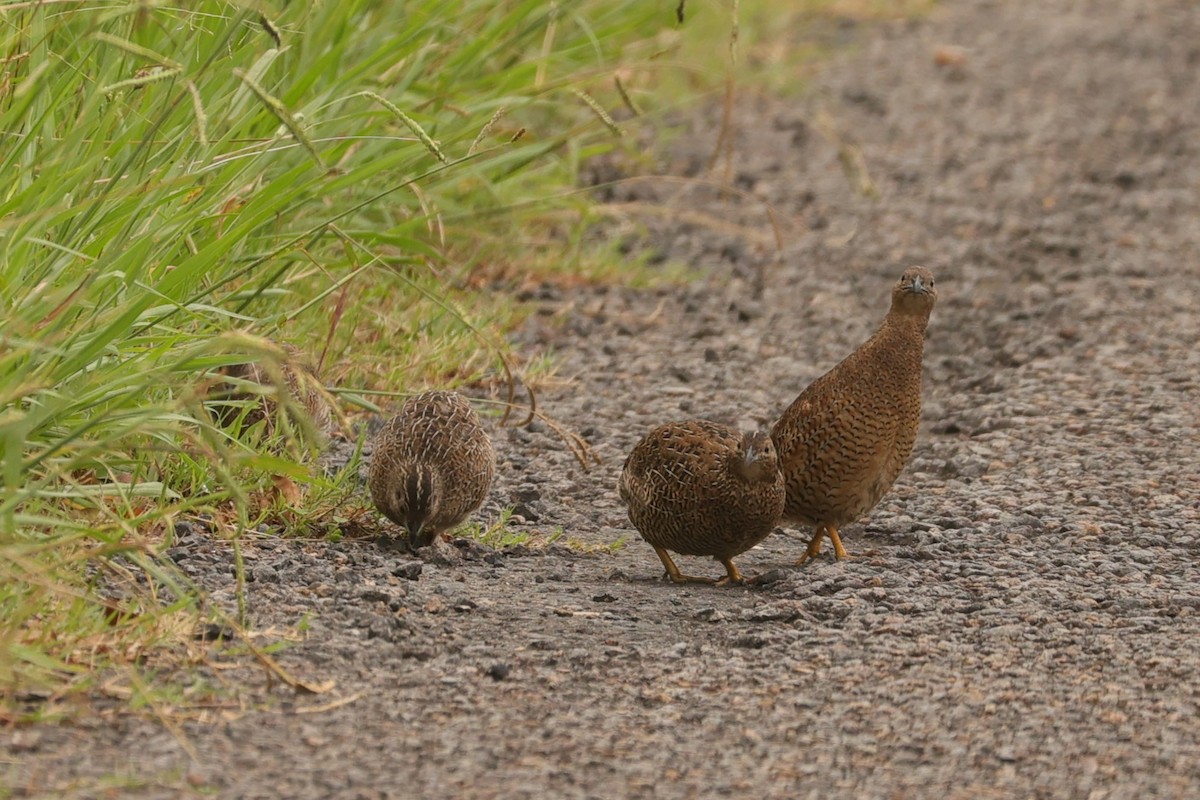 Brown Quail - Kylie-Anne Cramsie