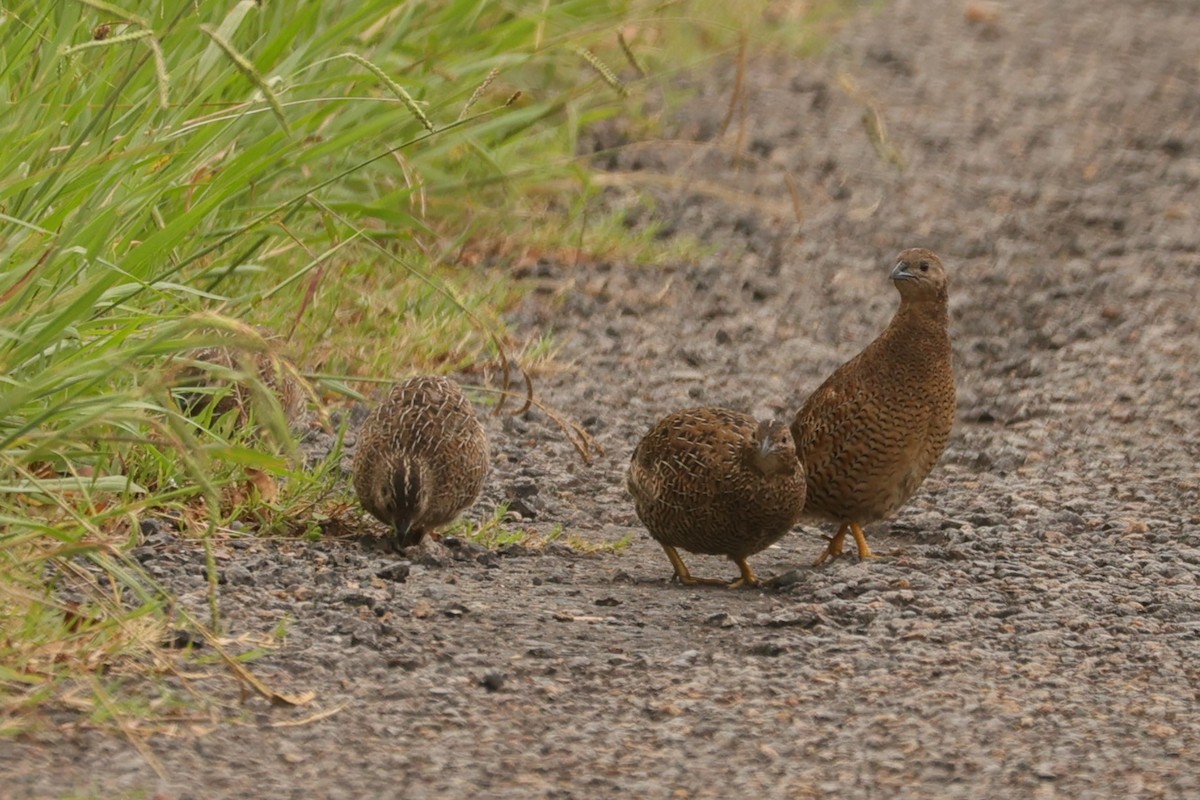 Brown Quail - ML624348311