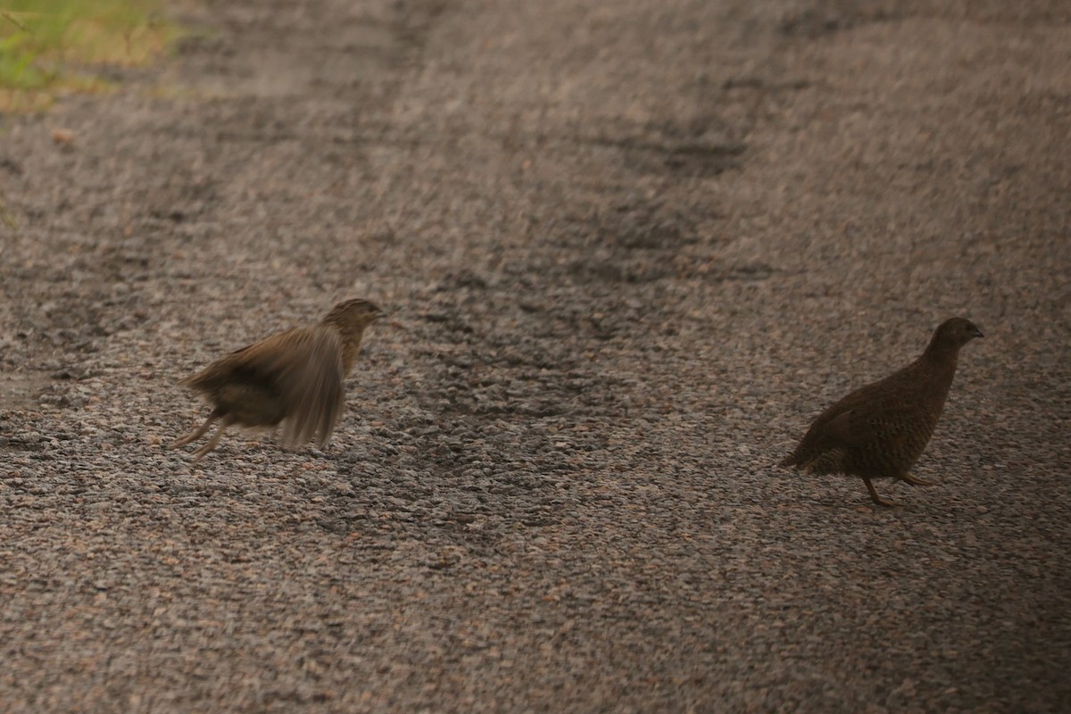 Brown Quail - ML624348312