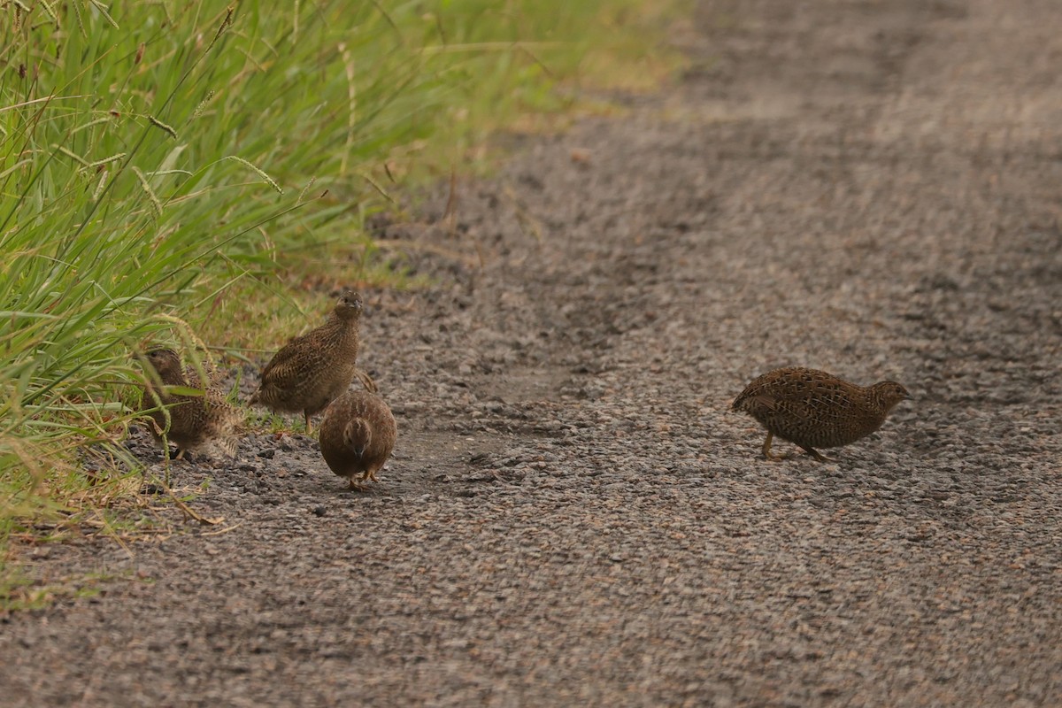 Brown Quail - ML624348313