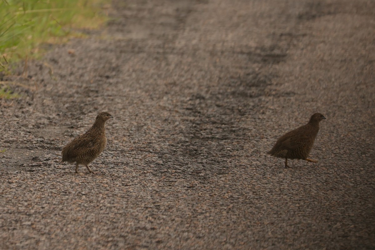 Brown Quail - ML624348314