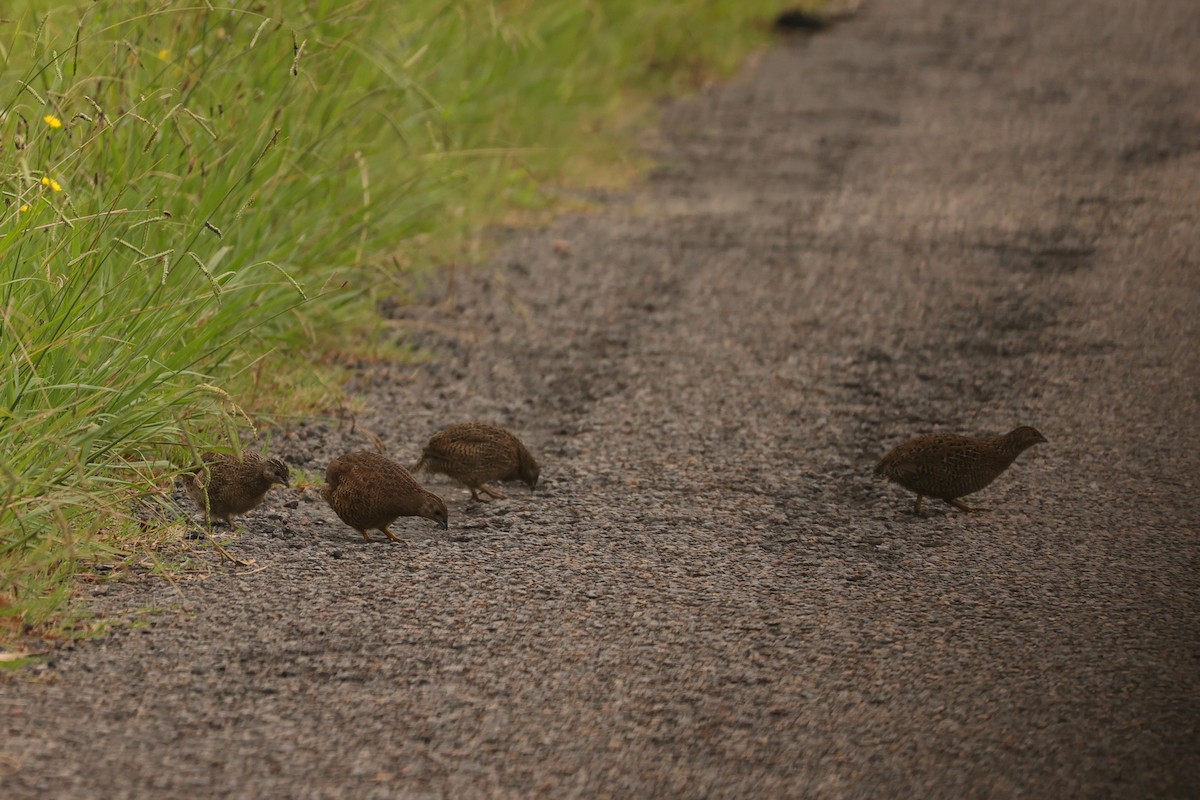 Brown Quail - ML624348315