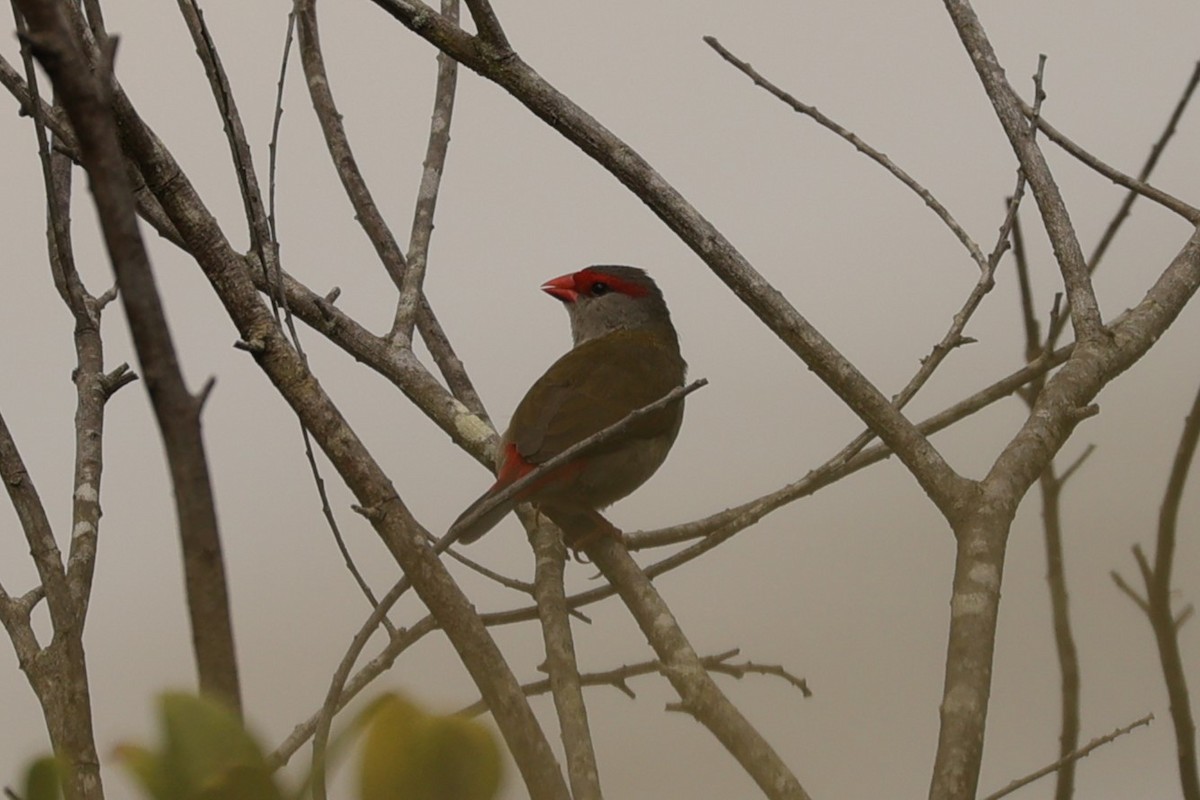 Red-browed Firetail - ML624348350