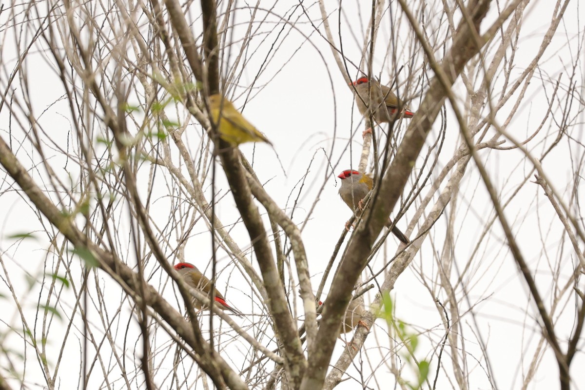 Red-browed Firetail - ML624348351