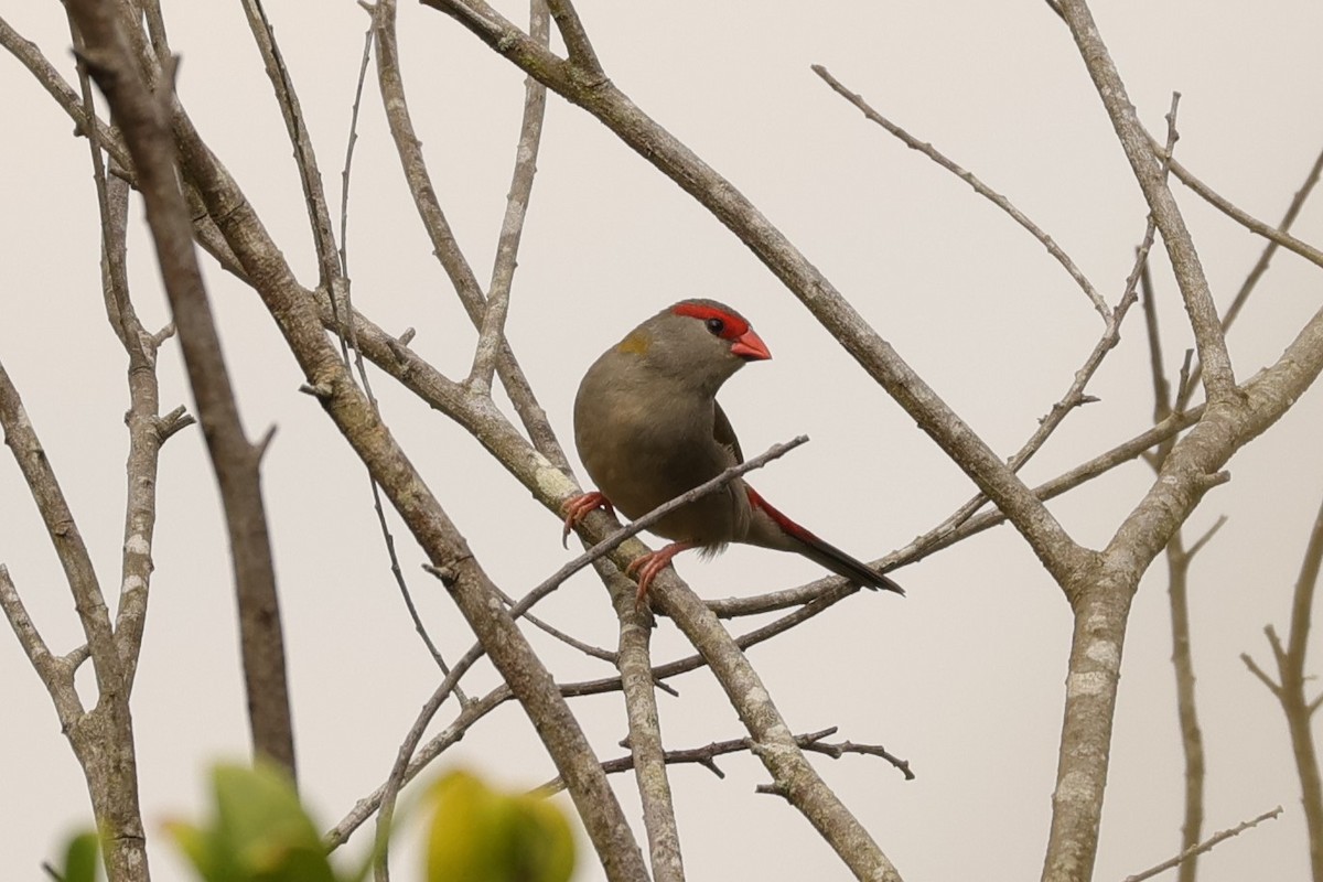 Red-browed Firetail - Kylie-Anne Cramsie