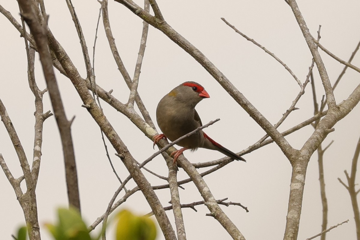 Red-browed Firetail - ML624348352