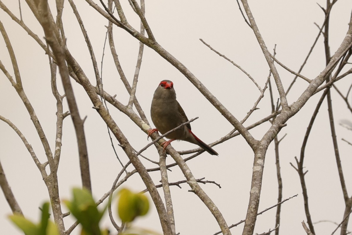 Red-browed Firetail - ML624348353