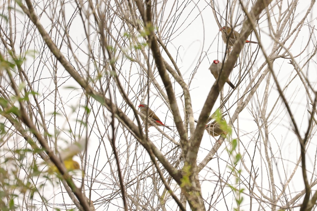 Red-browed Firetail - ML624348355