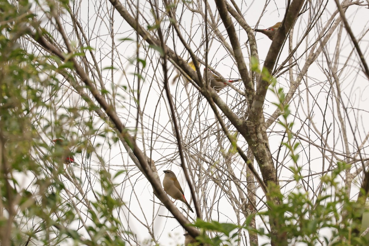 Red-browed Firetail - ML624348356