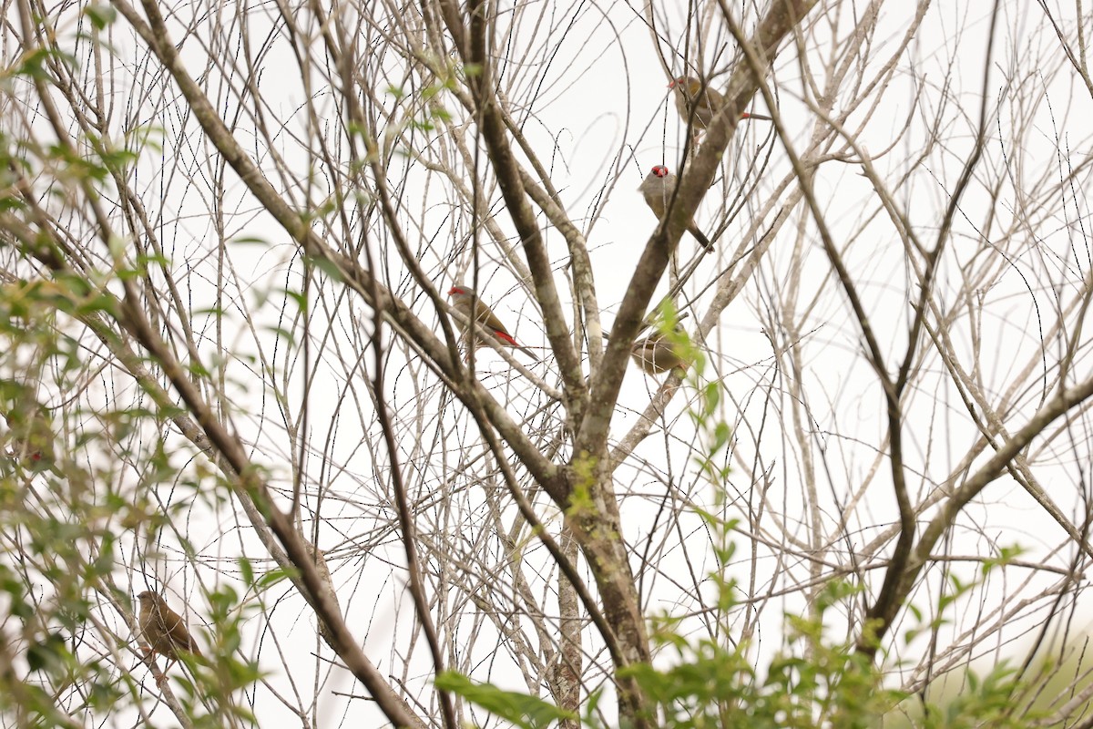 Red-browed Firetail - ML624348357