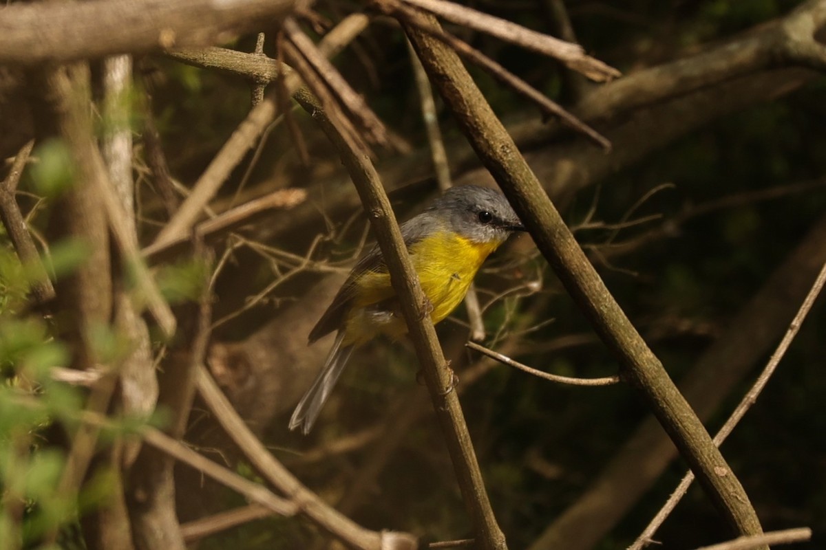 Eastern Yellow Robin - Kylie-Anne Cramsie