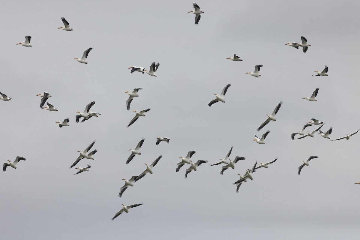 American White Pelican - ML624348375