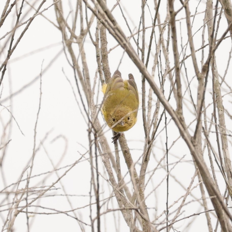 Yellow Thornbill - ML624348383