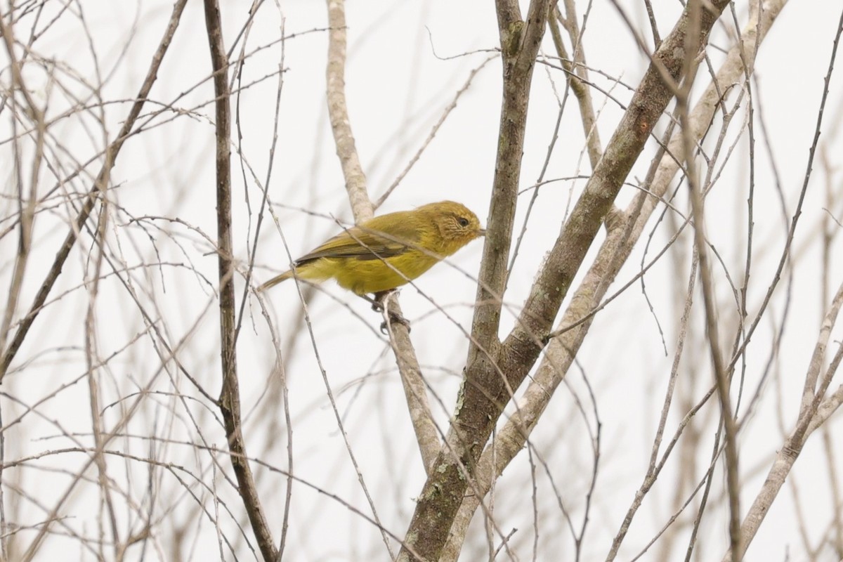 Yellow Thornbill - ML624348384