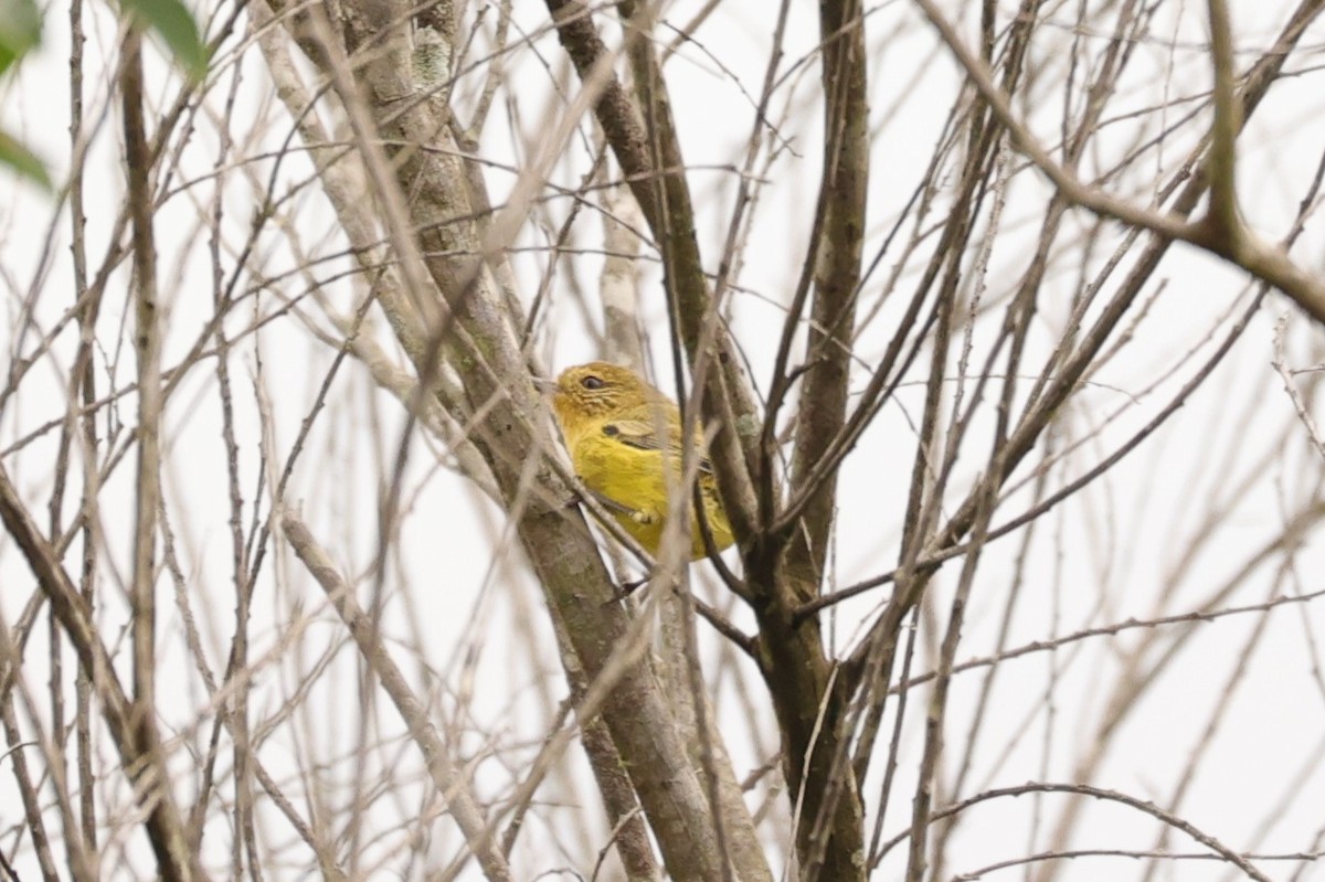 Yellow Thornbill - ML624348385