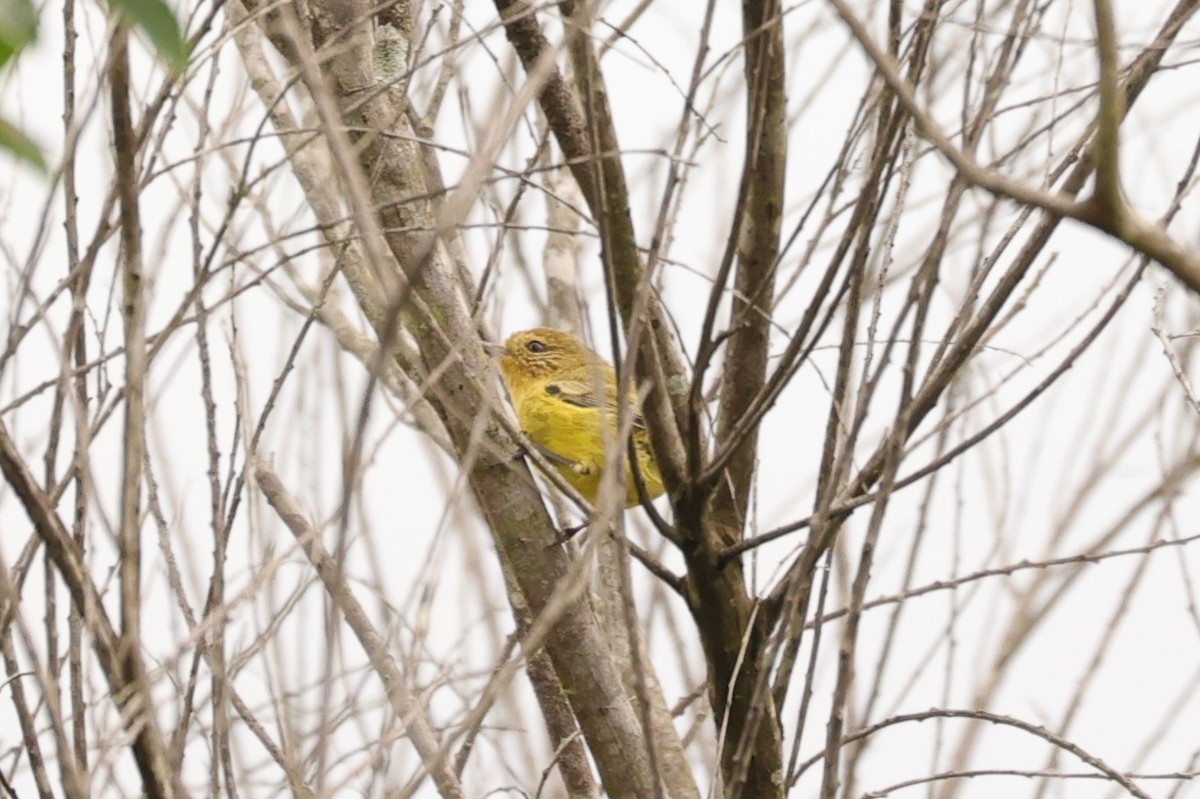 Yellow Thornbill - ML624348385