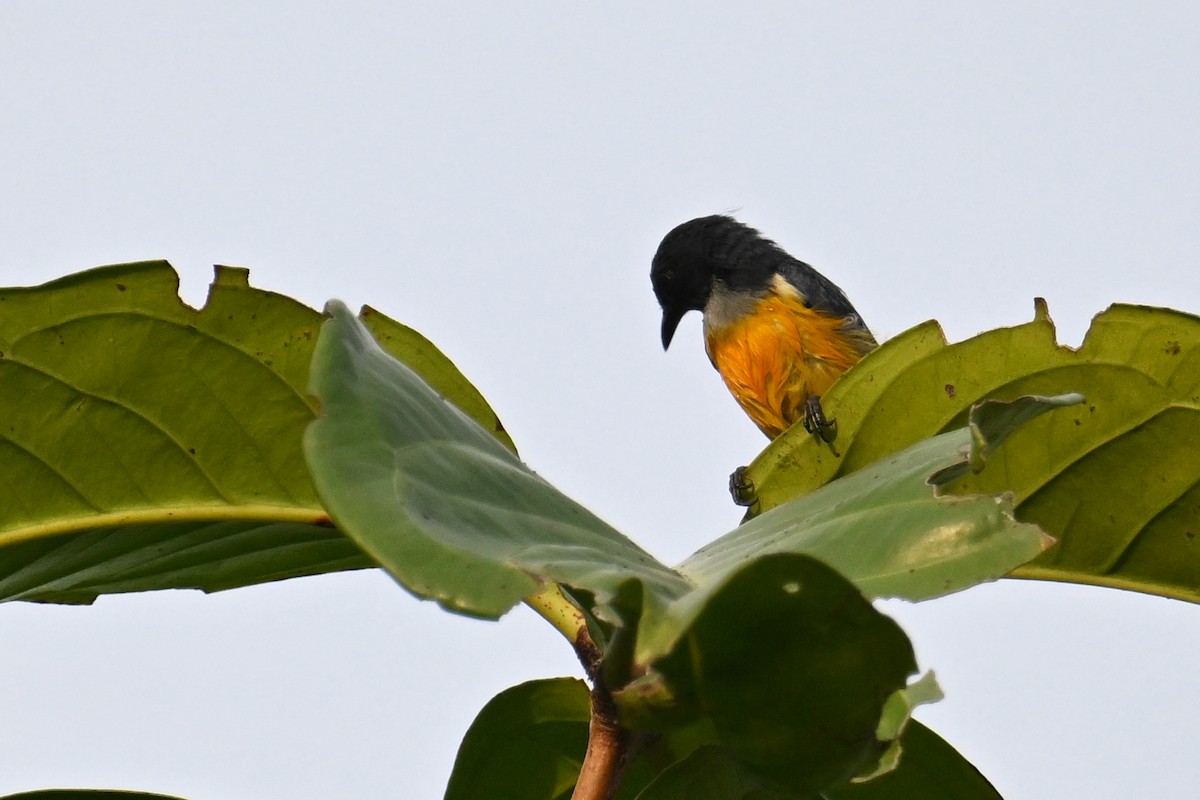 Orange-bellied Flowerpecker - ML624348446