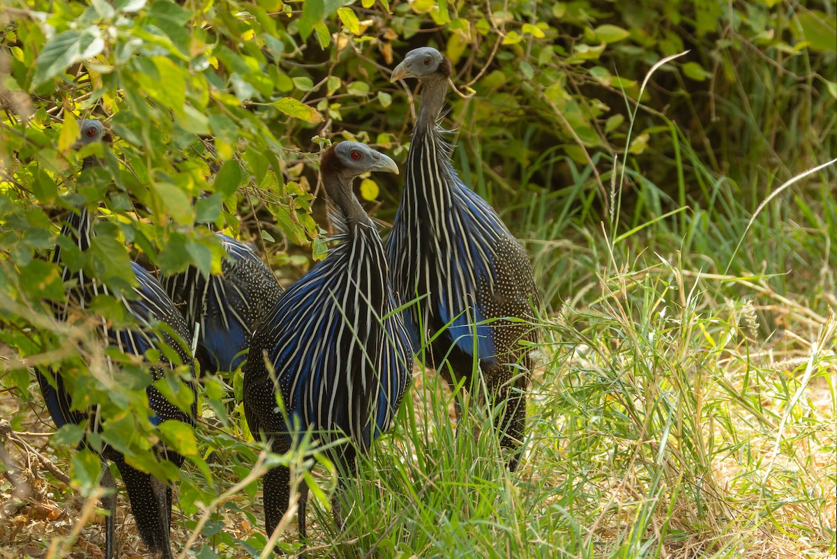 Vulturine Guineafowl - ML624348693