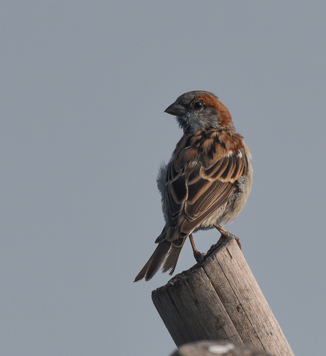 Sind Sparrow - ML624348810