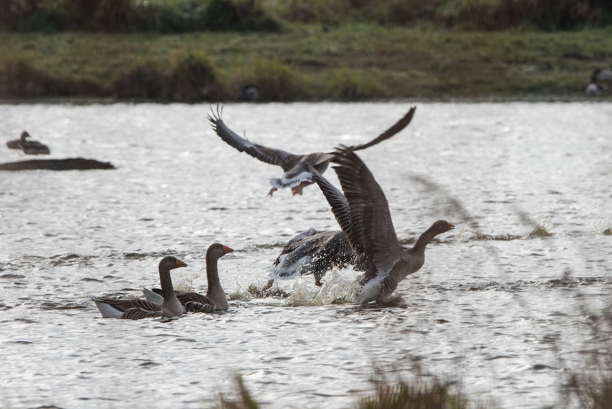 Graylag Goose - ML624348846