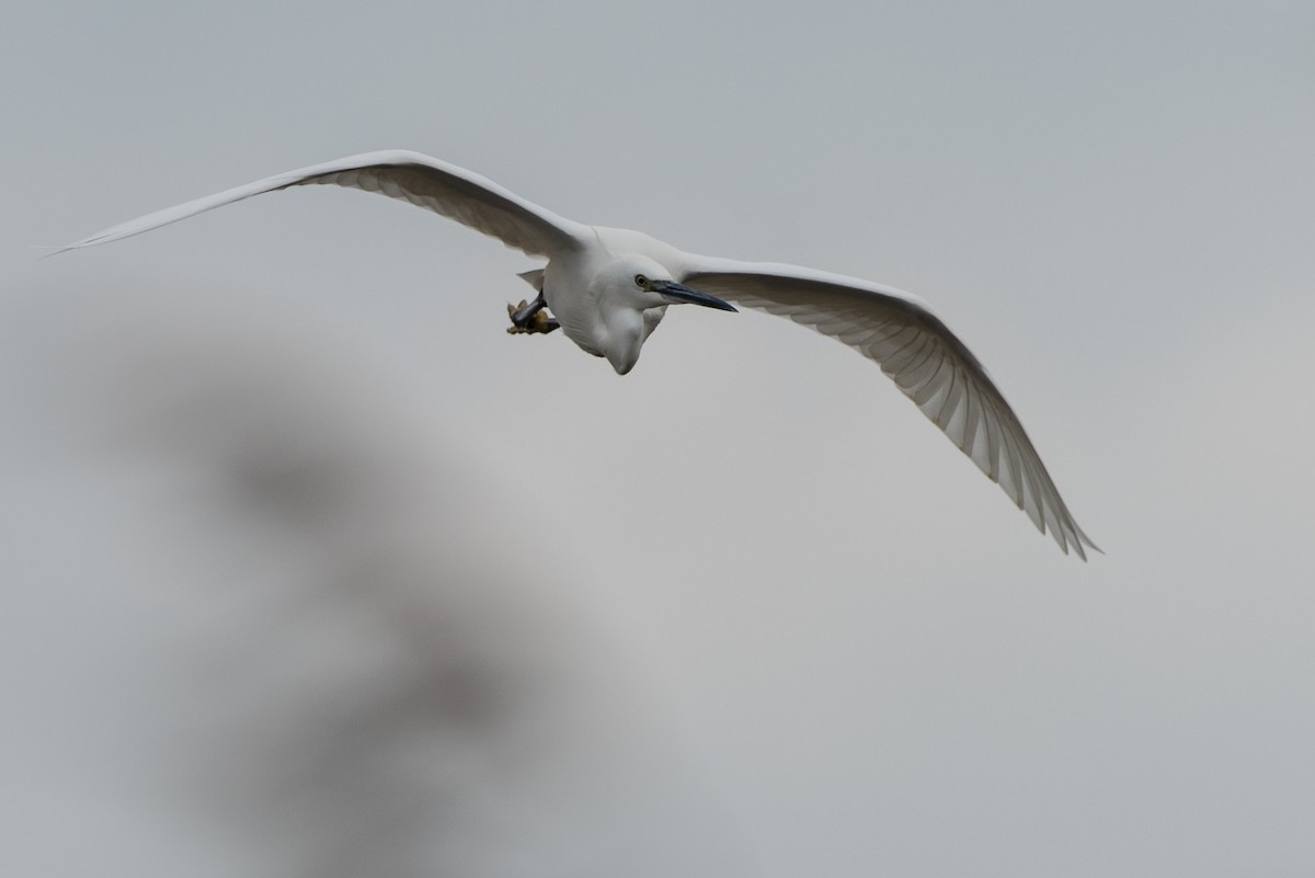 Little Egret - ML624348848