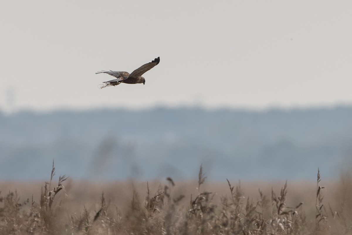 Western Marsh Harrier - ML624348849