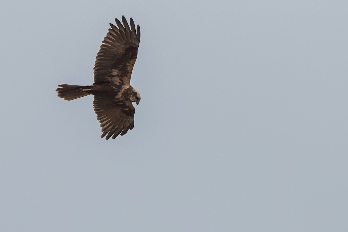 Western Marsh Harrier - ML624348855
