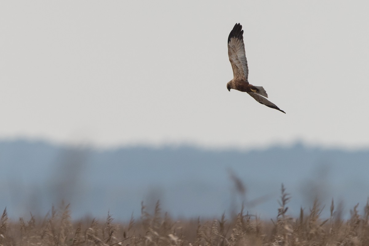 Western Marsh Harrier - ML624348856