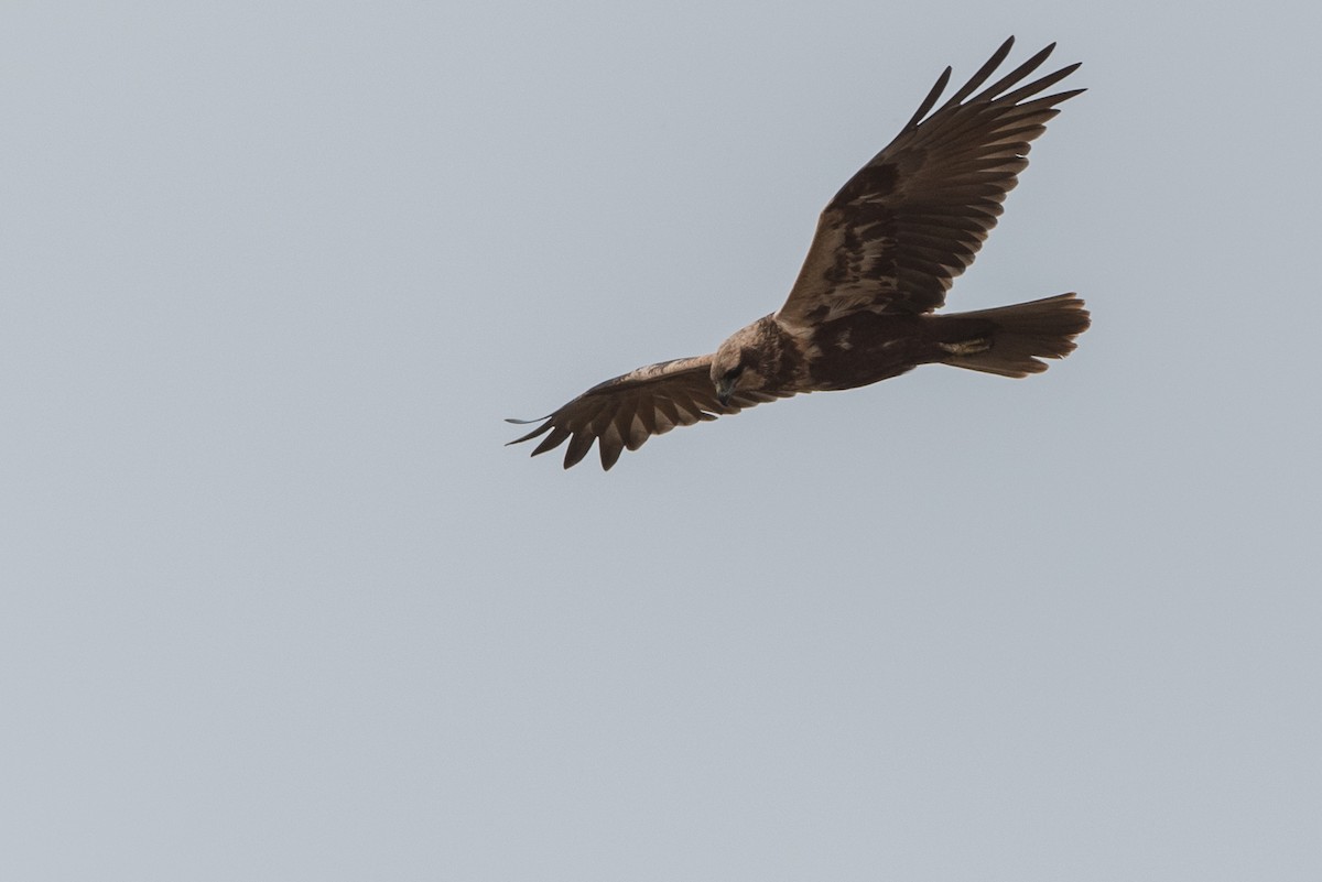 Western Marsh Harrier - ML624348857